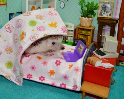The Quiet Place, Hedgehog in bed with laptop.